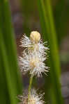 American bur-reed